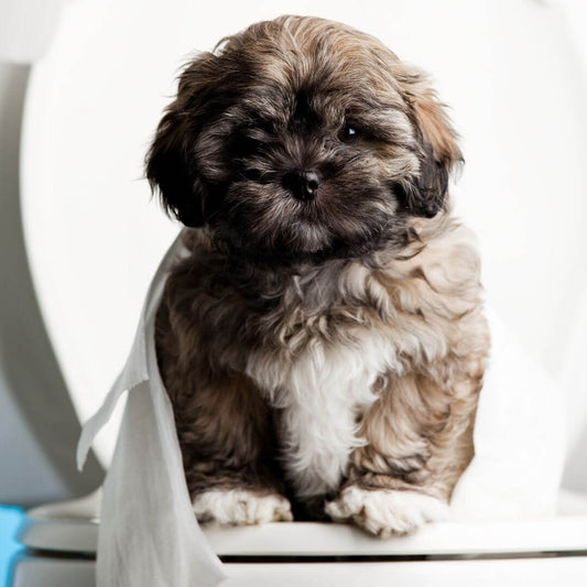 potty training