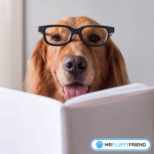 smartest dog breeds
