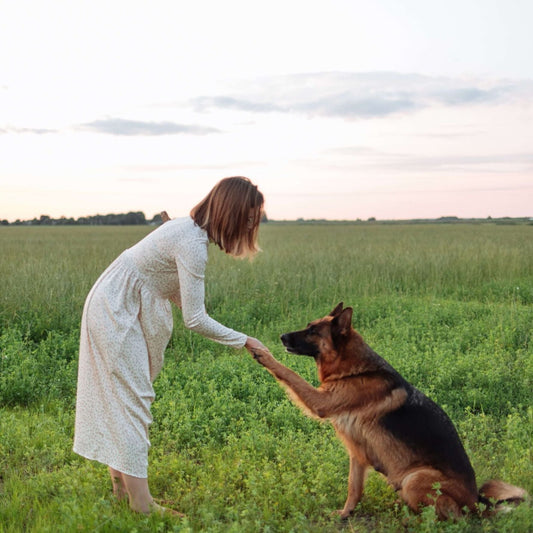 training the best dog ever
