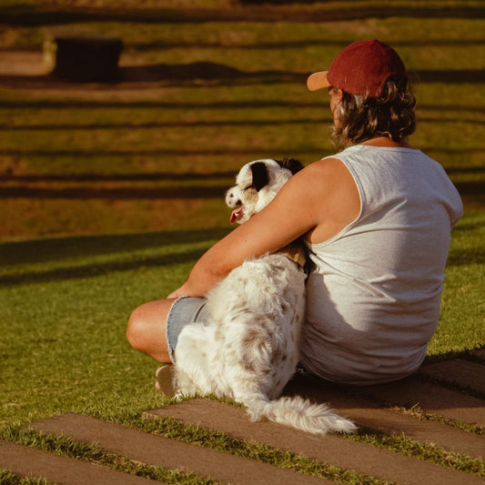 how to travel with large dogs