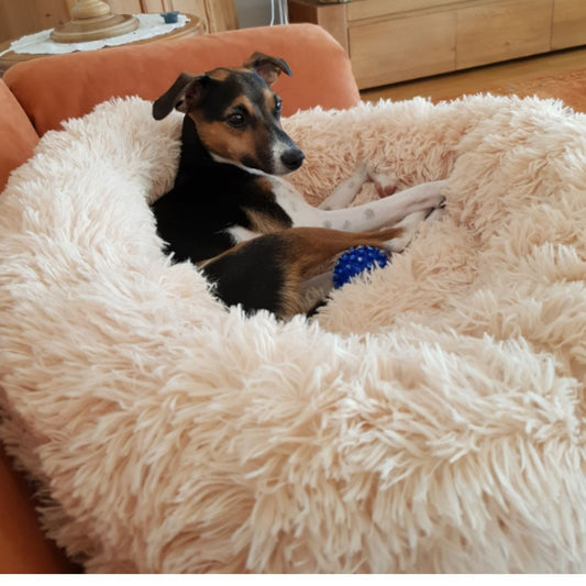 anti-anxiety bed