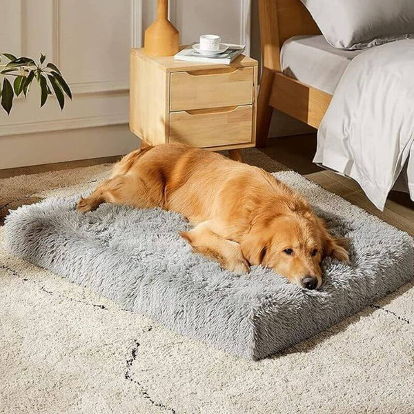 Does your dog get the support he needs?