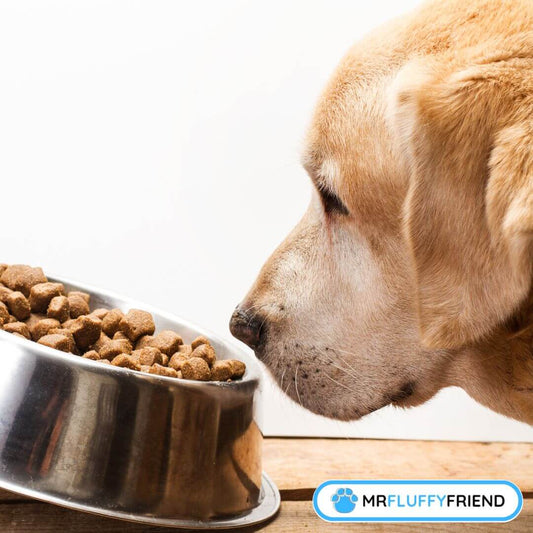 why does my dog sniff his food and walk away