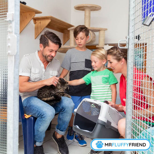 black cat adoption