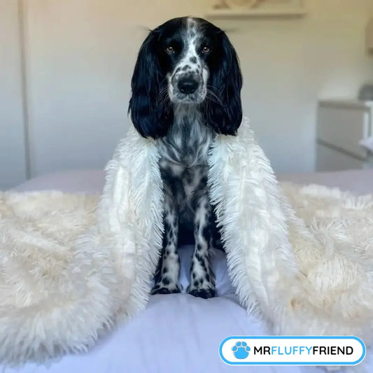 5 Best Dog Products: From Dog Blankets to Orthopedic Beds