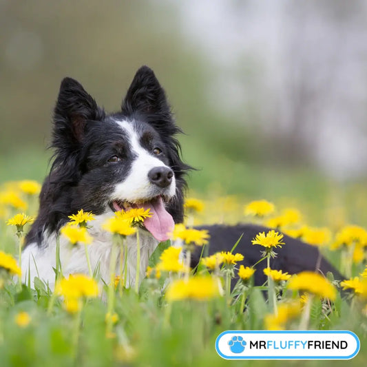 A happy Border Collie lying in a field of yellow dandelions, illustrating how outdoor environments can trigger seasonal allergies in dogs.