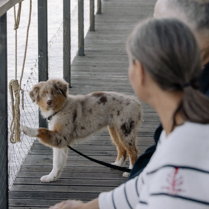 The More You Know: How Do Dogs Communicate?