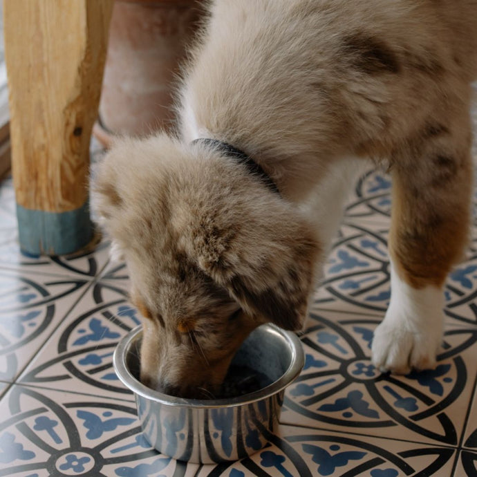 Dog Feeding 101: Choose the Right Food for Your Dog