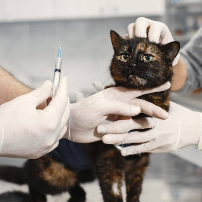 Cat Microchipping: Why You Should Do It