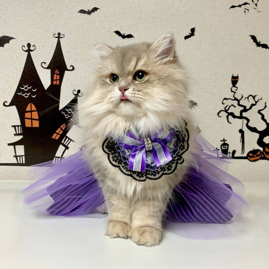 Halloween for pets