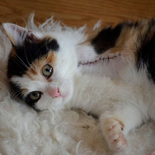 disabled pets