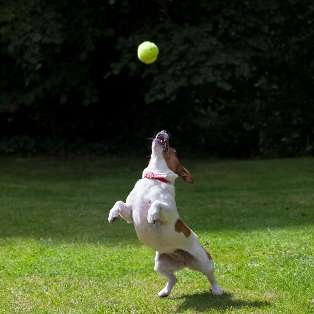 MrFluffyFriend™ - Astro Launcher for Dogs