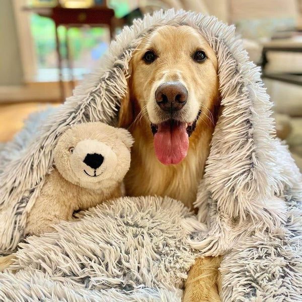 Keep your pet warm, comfortable and anxiety-free!