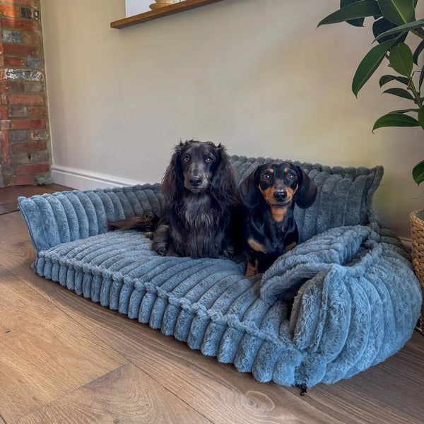 Do you want to give your dog the comfort he deserves?
